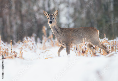 Sarna europejska (Capreolus capreolus)