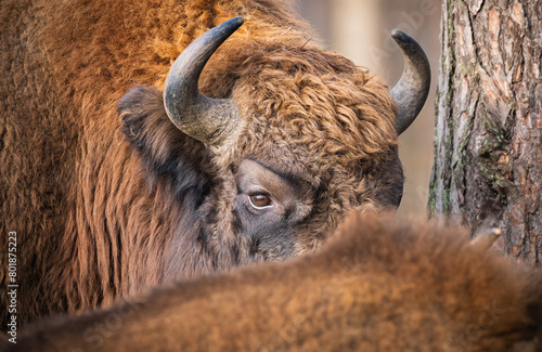 Żubr europejski (Bos bonasus)