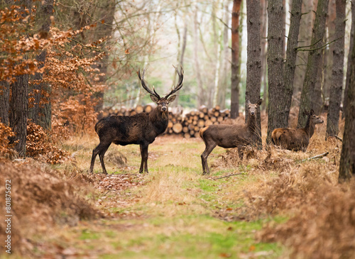 Jeleń (Cervus elaphus)