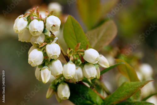 Close-up of white blueberry flowers in spring