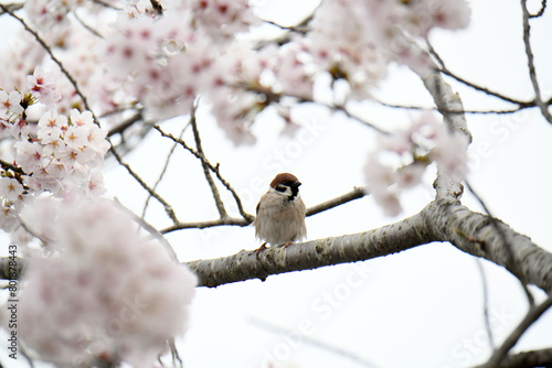 桜の木に留まっている雀