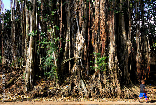 Arsenal, Pamplemousses District, Mauritius, Mascarene Islands, Africa - Impressive huge old Banyan tree with characteristic adventitious prop roots photo