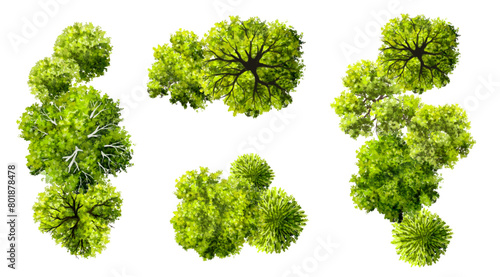 Vector set of Top view green tree for outdoor plan or map and architecture drawing, elements for environment and garden,botanical elements ,blooming flowers in spring,tropical plants element photo