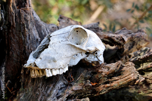 The skull of an animal lying in the forest on an tree root, close-up, concept of life and death