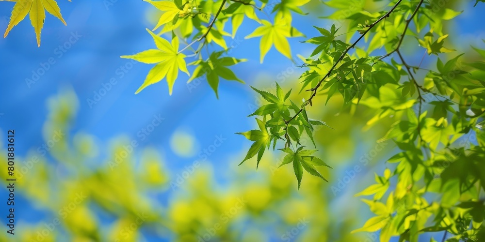 Mostly blue sky dominates the scene, with a few green branches and leaves adding contrast and natural beauty. Mostly blue sky dominates the scene, with a few green branches and leaves adding contrast and natural beauty.