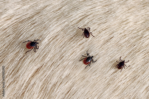 Several ticks of Ixodes ricinus and Rhipicephalus sanguineus crawl on a white dog fur, tick invasion after walking the dog, pets bring dangerous parasites into the apartment photo