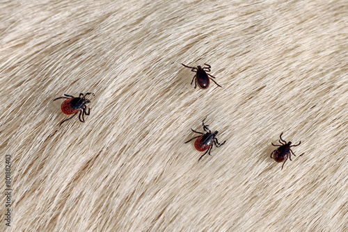 Several ticks of Ixodes ricinus and Rhipicephalus sanguineus crawl on a white dog fur, tick invasion after walking the dog, pets bring dangerous parasites into the apartment