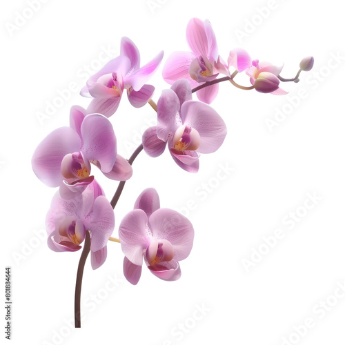 Orchid springs flowers isolated on transparent background