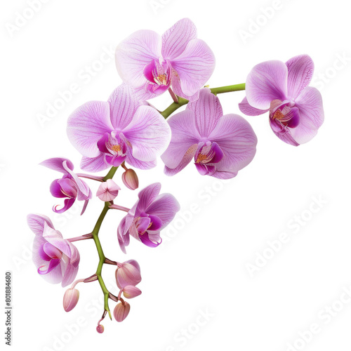 Orchid springs flowers isolated on transparent background