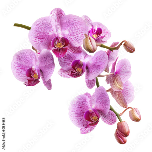 Orchid springs flowers isolated on transparent background