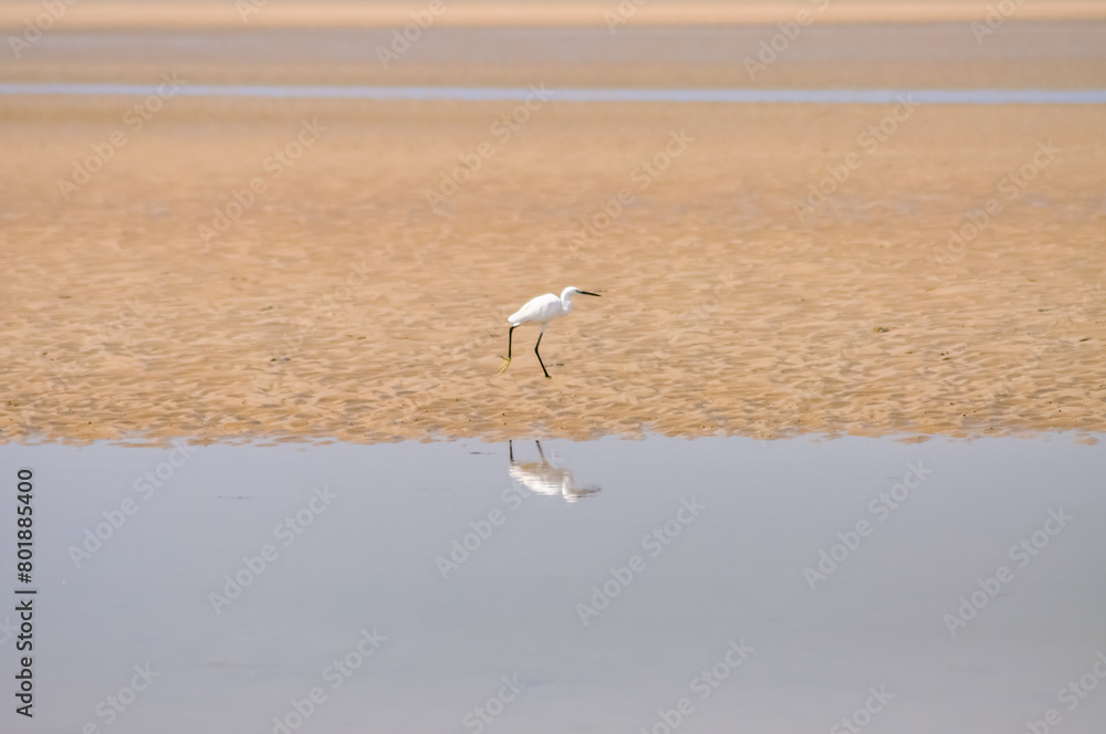 Ardea alba or Great Egret fishes in the shallows. White egret on the ocean shore in Thailand. Beautiful white bird on the sand.