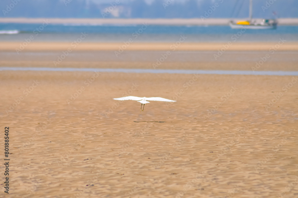 Ardea alba or Great Egret fishes in the shallows. White egret on the ocean shore in Thailand. Beautiful white bird on the sand. Ardea alba or Great Egret fishes in the shallows. White egret on the ocean shore in Thailand. Beautiful white bird on the sand.