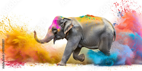  happy holi festival with an elephant © Nabeel