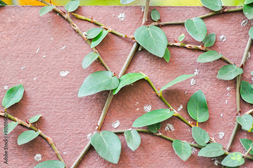 ficus pumila or climbing fig or Climbing Vine