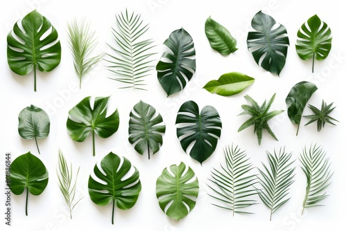 Stock image showcasing a collection of tropical leaves in a scattered design on a white background, perfect for modern decor themes,