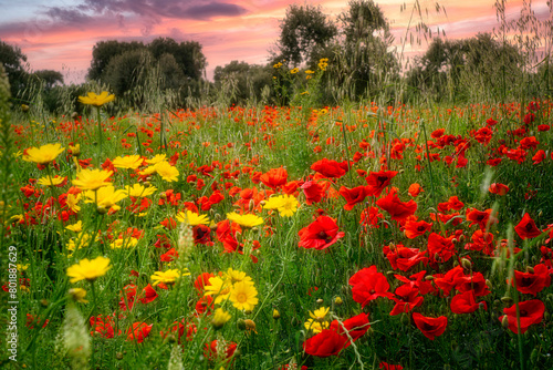 FIELD OF POPPIES photo