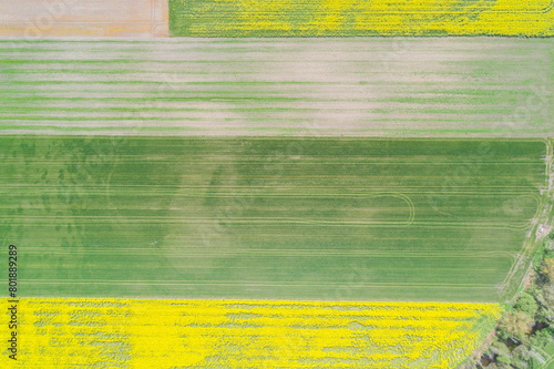 drone aerial view of agricultural fields cultivated with rapeseed and wheat in the springtime