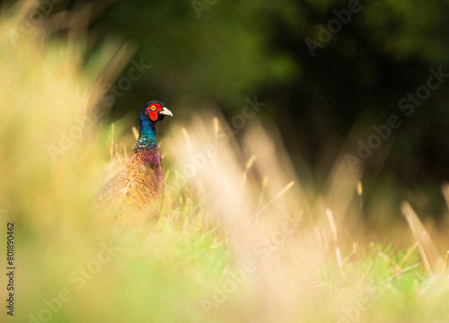 Bażant (Phasianus colchicus)