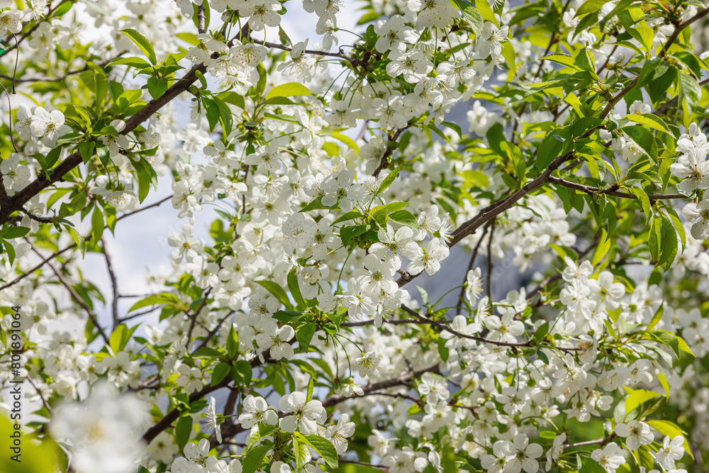 Blooming cherry tree in the garden. Spring seasonal of growing plants. Gardening concept Blooming cherry tree in the garden. Spring seasonal of growing plants. Gardening concept