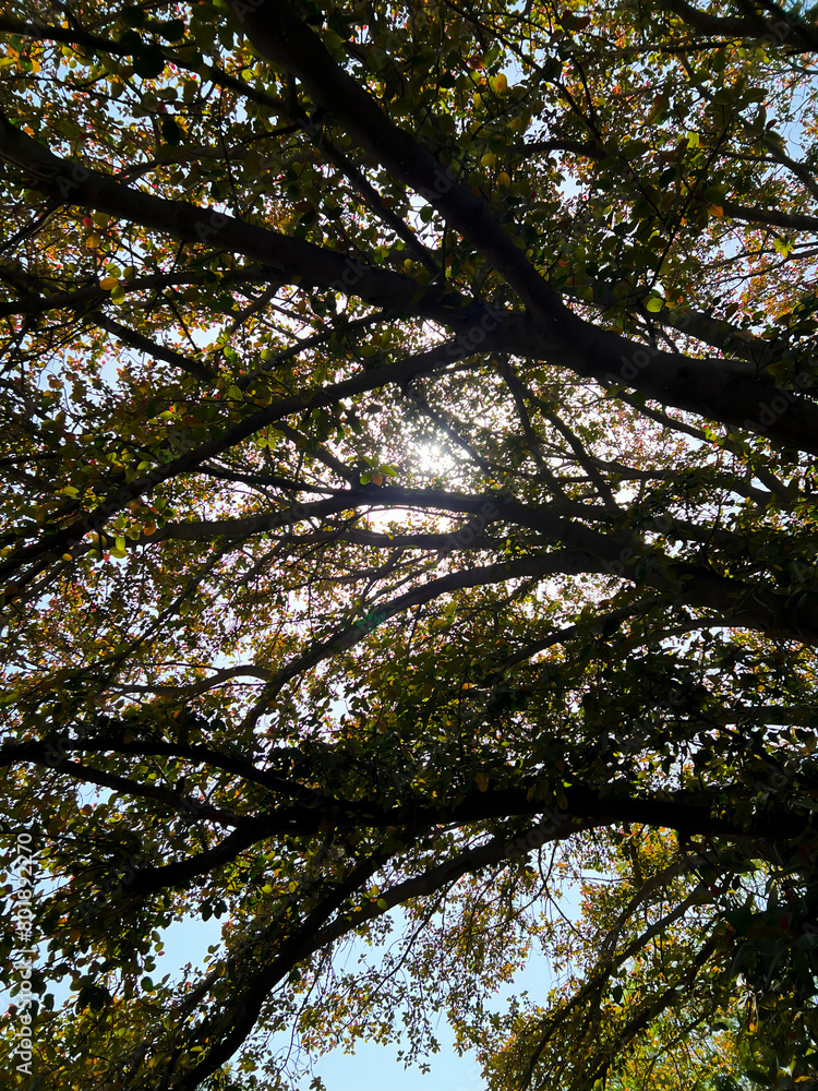 trees and sky trees and sky