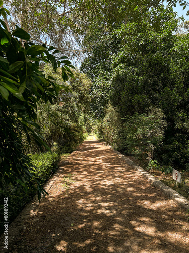 footpath in the park