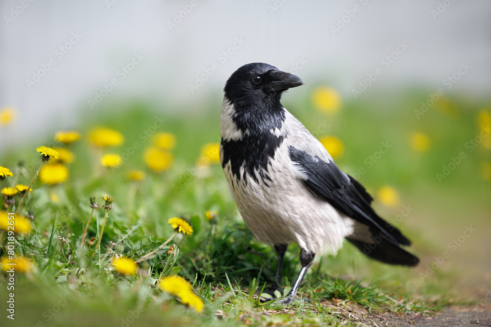 curious hooded crow walking on grass, close up portrait curious hooded crow walking on grass, close up portrait