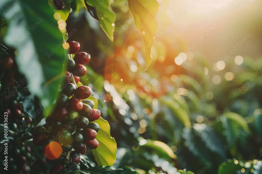 Naklejka premium Tree with coffee beans growing on it in coffee farm. Generative AI