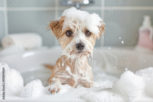 Dog washes in a bathroom. Dog taking bath at home