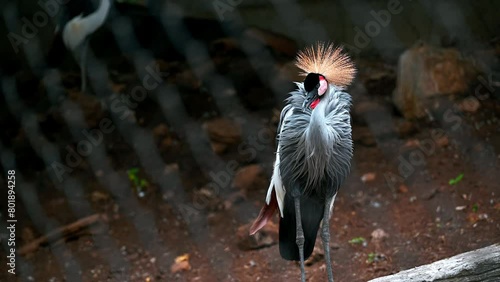 Grey crowned crane - Balearica regulorum in the zoo. photo