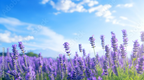 A picturesque field of fragrant lavender under a clear blue sky 