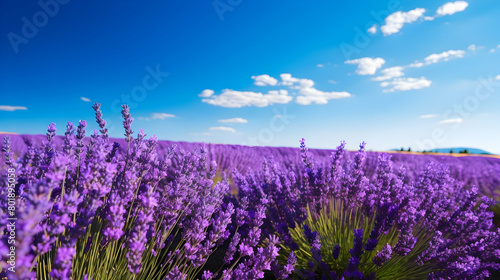 A picturesque field of fragrant lavender under a clear blue sky 