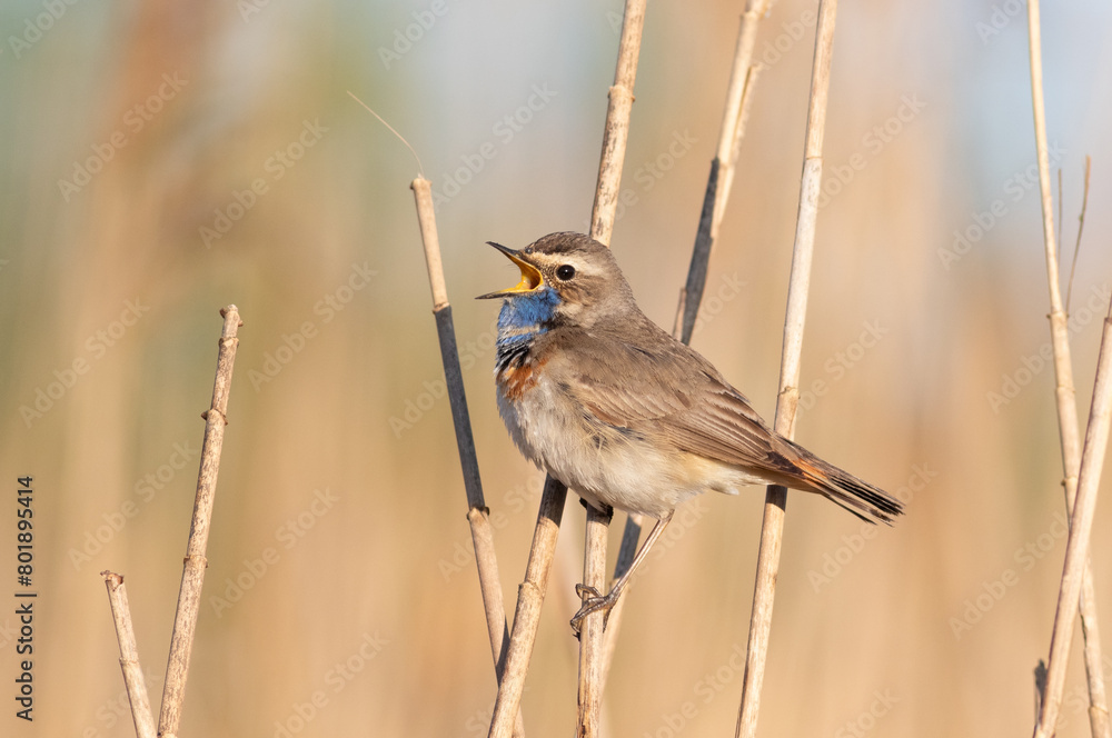 Fototapeta premium Bluethroat, Luscinia svecica. A bird sings perched on a reed stalk against a flat background