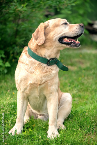 Beautiful thoroughbred dog yellow labrador outdoors on the grass