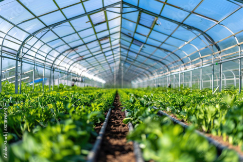 Scenes of traditional vegetable greenhouses.