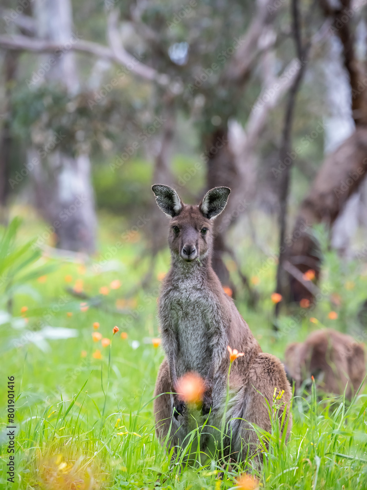 Very cute little wallaby kangaroo is grazing on a green meadow among flowers in Australia, wildlife in nature