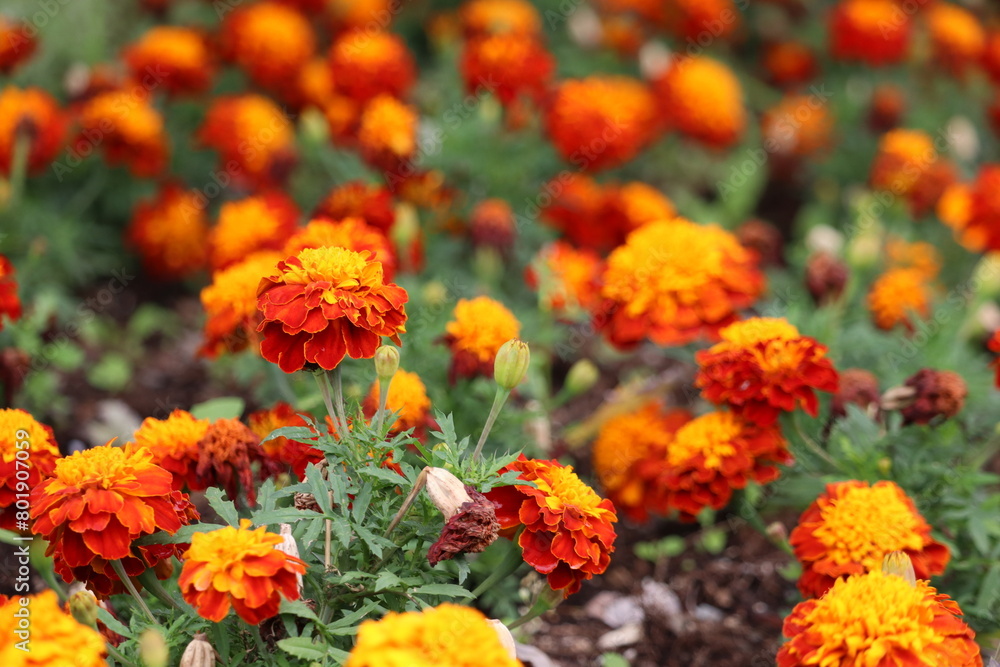 Marigolds parviflora flowers and shrubs in shades of red, yellow, and orange