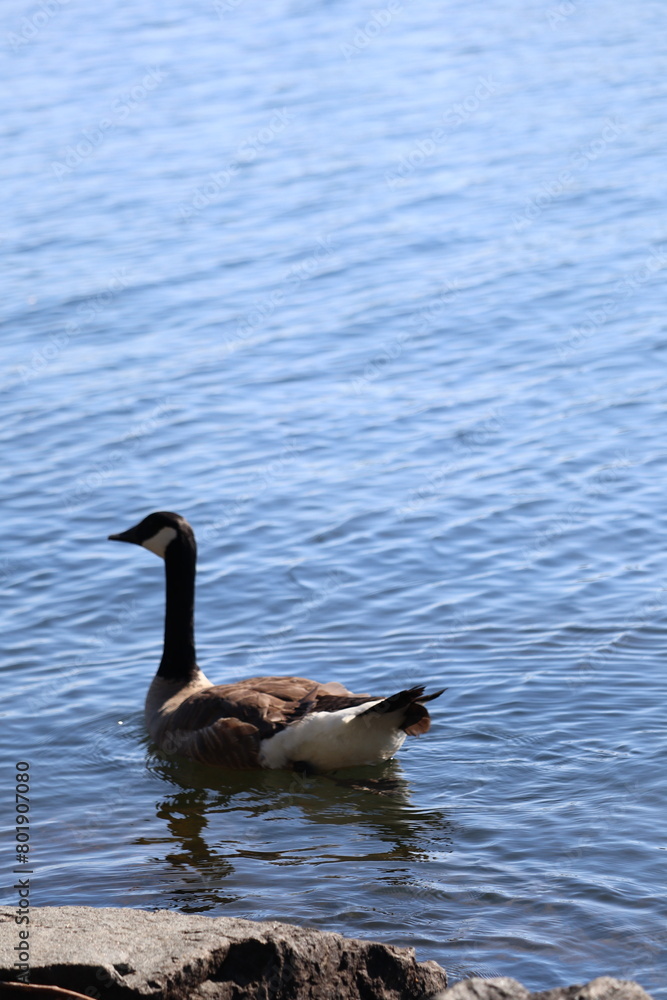 Canada goose (Branta canadensis) gracefully gliding in a pond in a serene setting