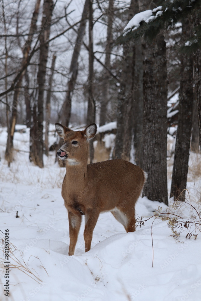 White-tailed deer (Odocoileus virginianus) in a snowy forest landscape White-tailed deer (Odocoileus virginianus) in a snowy forest landscape