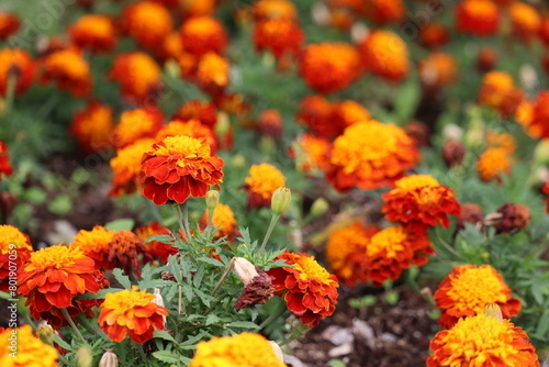 Marigolds parviflora flowers and shrubs in shades of red, yellow, and orange photo