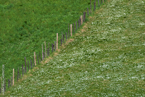White crocuses on green meadow