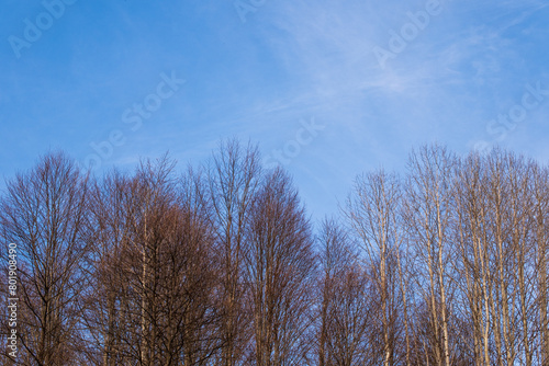 Blue Sky and Leafless Trees, nature photo