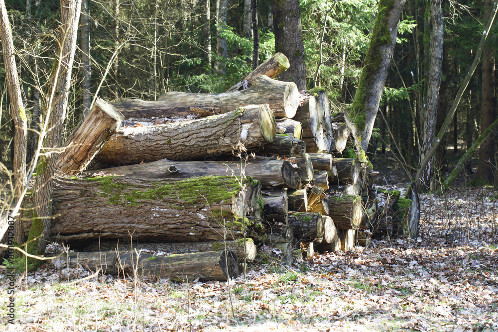 Fototapeta premium Wood industry background. Chopped wood in forest. Firewood background. Stacked tree logs. Pile of raw tree wood in woods.