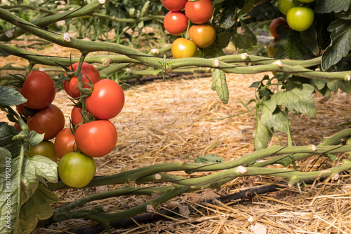 Cultivo ecológico de tomate en suelo acolchado con paja