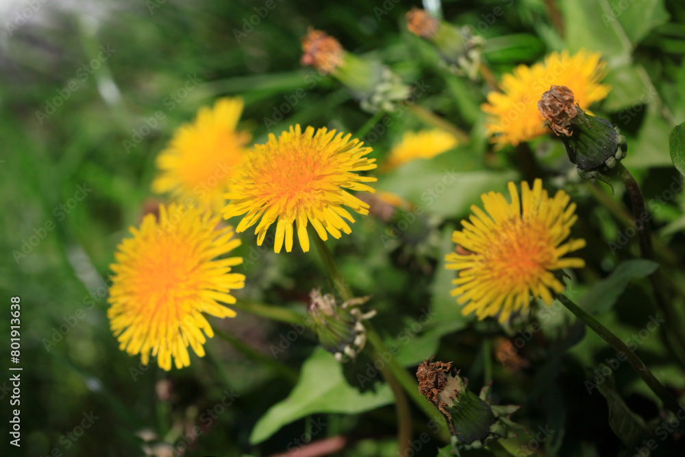 Yellow and white dandelions in spring garden Yellow and white dandelions in spring garden