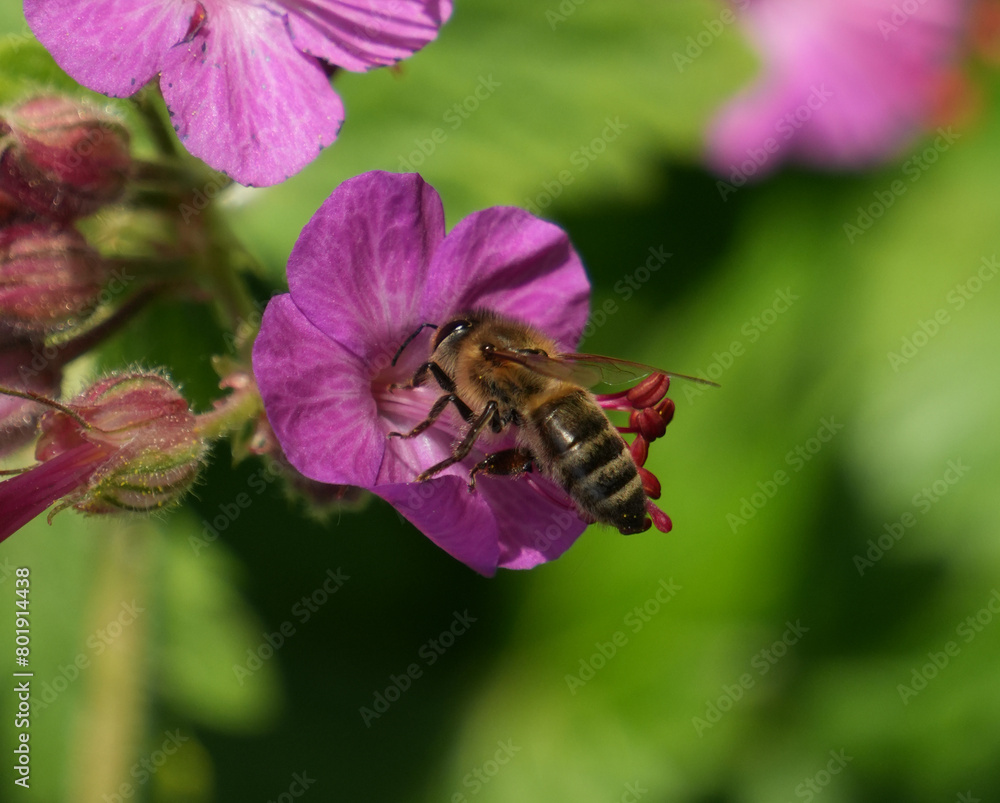 240501_Biene 240501_Biene
