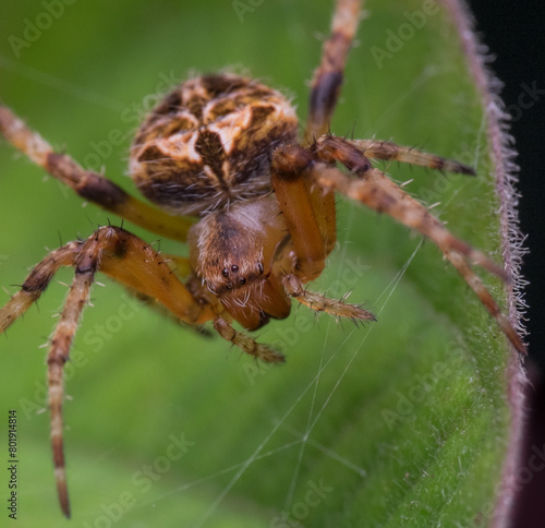 European garden spider is walking on the leaves