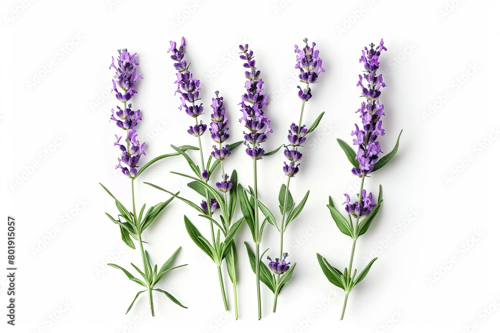 Fototapeta premium Lavender flowers isolated on white background 