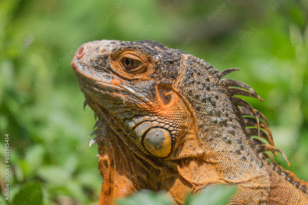 Fototapeta premium The iguana is looking at something interesting