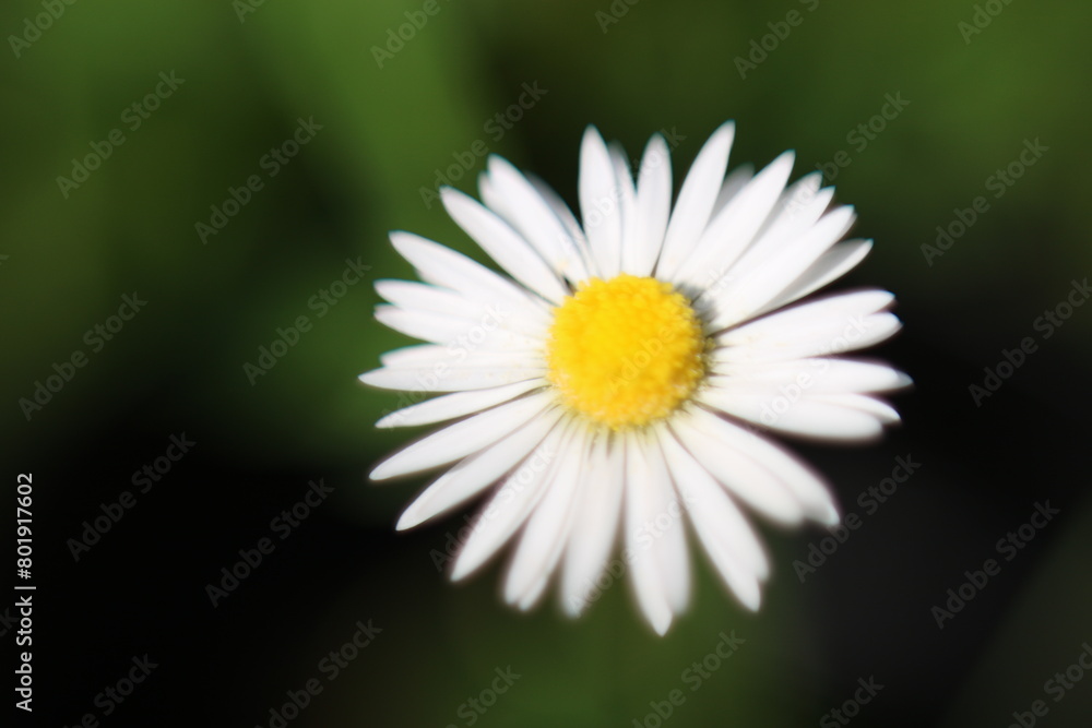 Obraz premium Daisy Flower