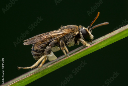 Nomia is a genus of sweat bees in the family Halictidae. This bee is walking on a leaf stem.